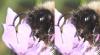 Bombus sp.